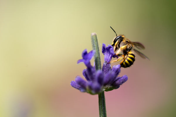 Sage, linden, lavender: Where does honey get its flavours from?